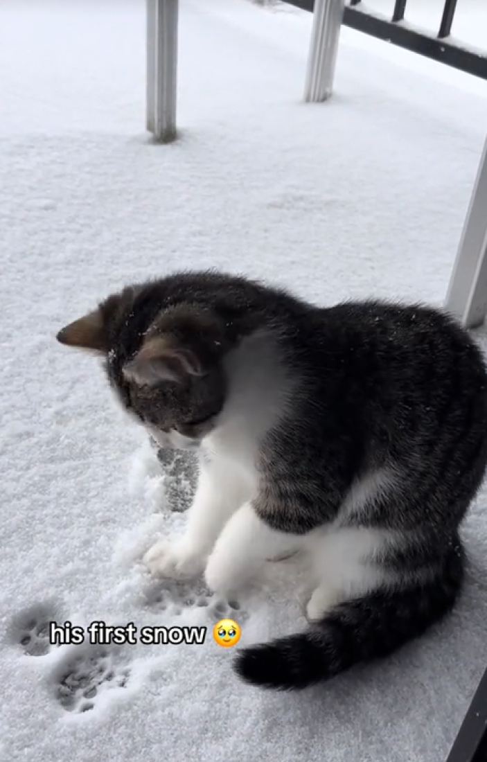 Šapice koje su osvojile društvene mreže: Mače Marti uživa u svojoj prvoj zimskoj čaroliji (VIDEO)