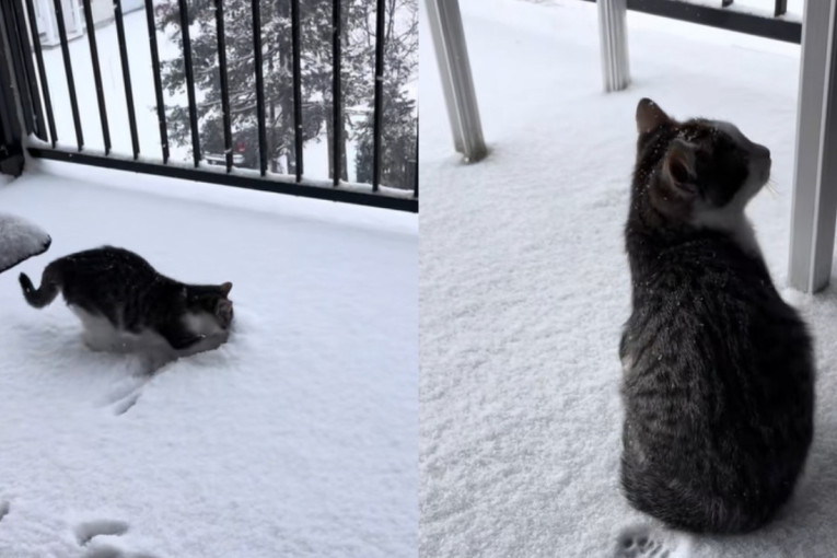Šapice koje su osvojile društvene mreže: Mače Marti uživa u svojoj prvoj zimskoj čaroliji (VIDEO)