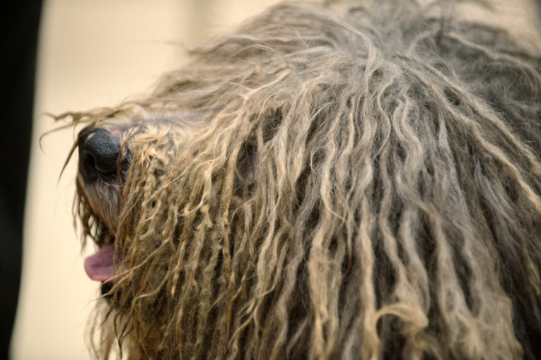 On je pravi izazov za svakog grumera: Evo zašto je dlaka baš ove rase teška za održavanje