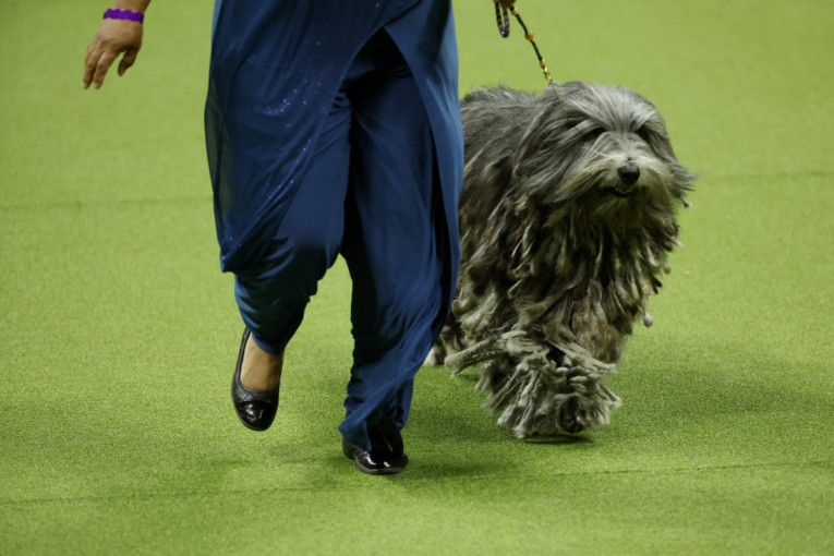 On je pravi izazov za svakog grumera: Evo zašto je dlaka baš ove rase teška za održavanje