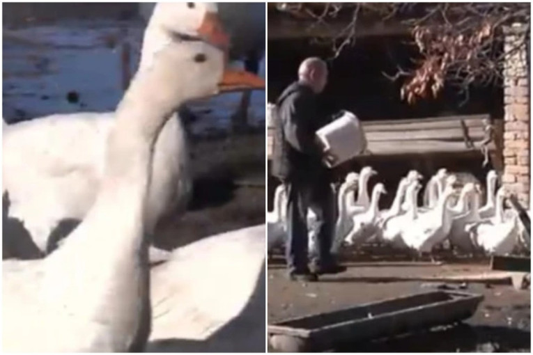 Stoka će pojesti žito! Da li će Srbija imati dovoljno hlebnog brašna