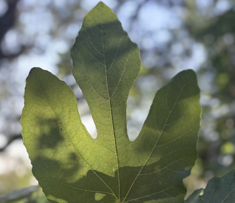 Srbi ga obožavaju: Čaj od ove voćke je čudotvoran - snižava šećer i trigliceride, rešava probleme sa disanjem!