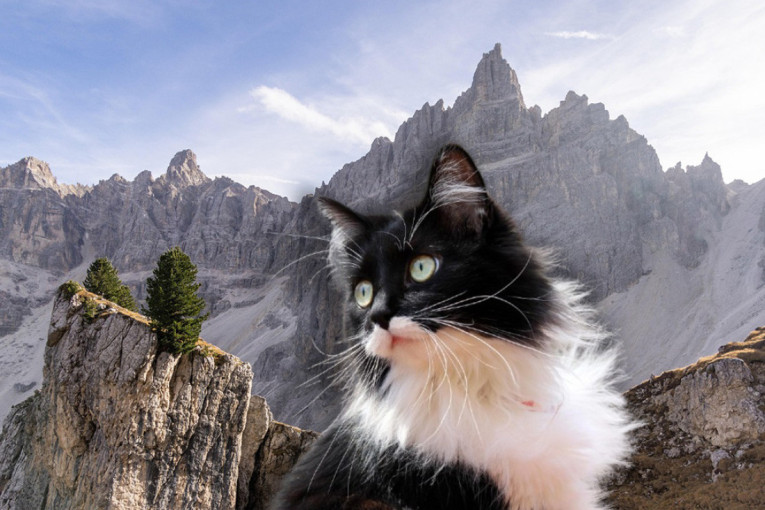 Božićno čudo kada su svi već digli ruke: Mačak pronađen i vraćen porodici posle šest godina (FOTO)