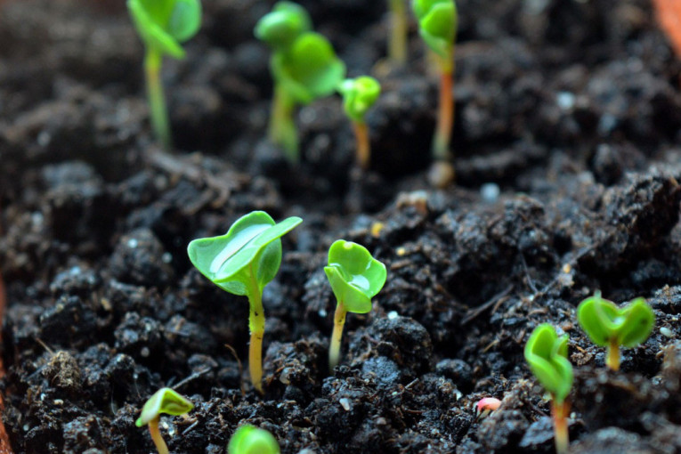 U rozeti 25.000 evra! Ovo je keš recept za povrtare