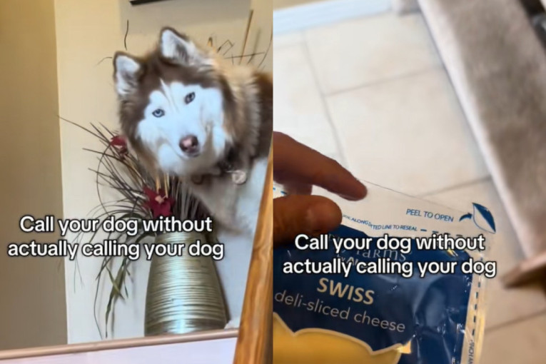 Probajte ovo sa vašim psom: Ovako jedna vlasnica doziva haskija, a da mu ni ne kaže ime (VIDEO)