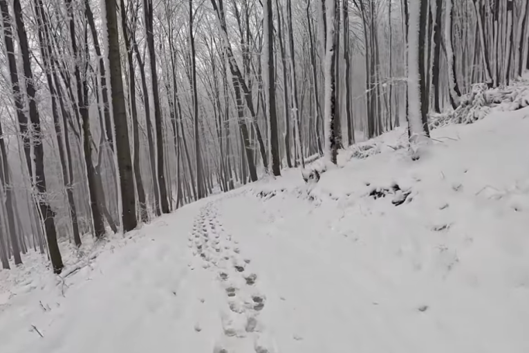 Prizor na Kosmaju oduševio sve! Divlja životinja šetala po snegu (VIDEO)