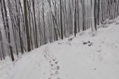 Prizor na Kosmaju oduševio sve! Divlja životinja šetala po snegu (VIDEO)
