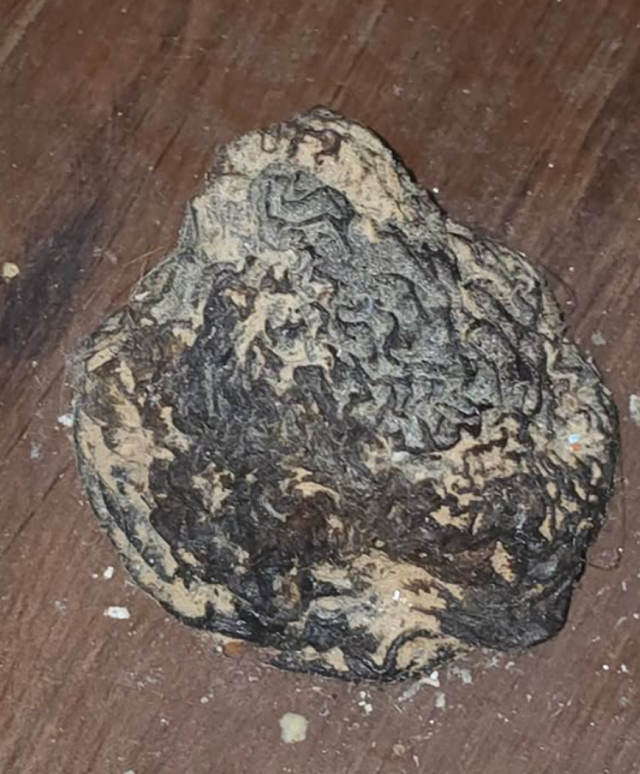 Pomerio kauč da opere pod, a onda  ostao u šoku: Ono što je izraslo iz parketa ne viđa se ni u horor filmovima (FOTO)