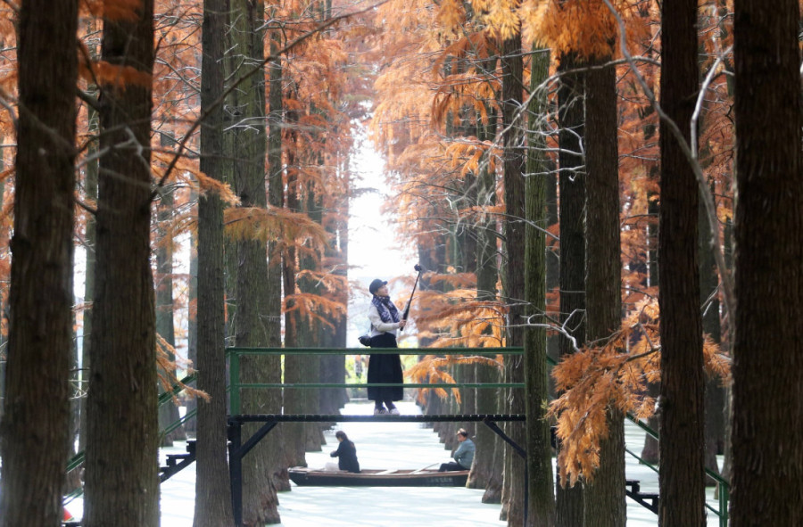 Mesto koje izgleda nestvarno: Šuma „živih fosila“ koja pravi spektakl boja i privlači turiste iz celog sveta (FOTO)