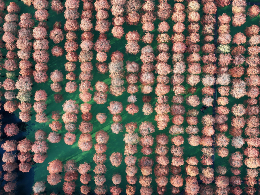 Mesto koje izgleda nestvarno: Šuma „živih fosila“ koja pravi spektakl boja i privlači turiste iz celog sveta (FOTO)