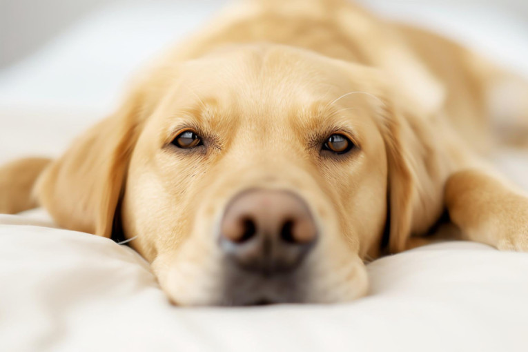 Nemojte da ih ignorišete: Ove promene ponašanja ljubimca su karta za odlazak kod veterinara