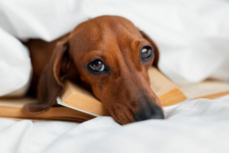 Deluje bezazleno, a može biti opasno: Razlog zbog kog pas gubi svest će vas iznenaditi