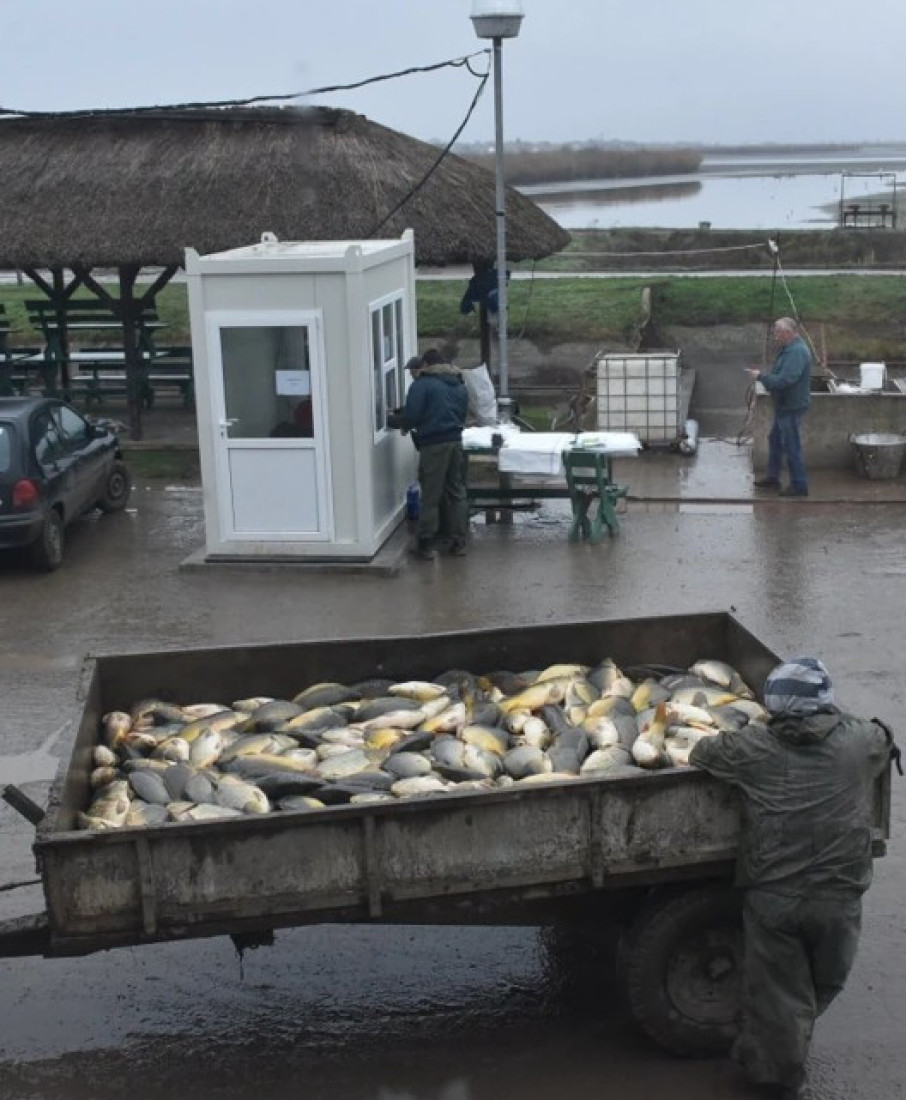 Za Svetog Nikolu 600 tona ribe! Svi hoće šarana iz "Sutjeske", a ovo je cena (FOTO)