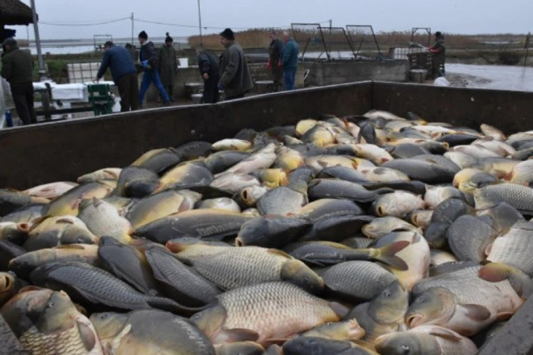 Napadač sa plaže Bondi probudio se iz kome!