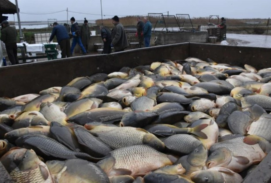 Za Svetog Nikolu 600 tona ribe! Svi hoće šarana iz "Sutjeske", a ovo je cena (FOTO)