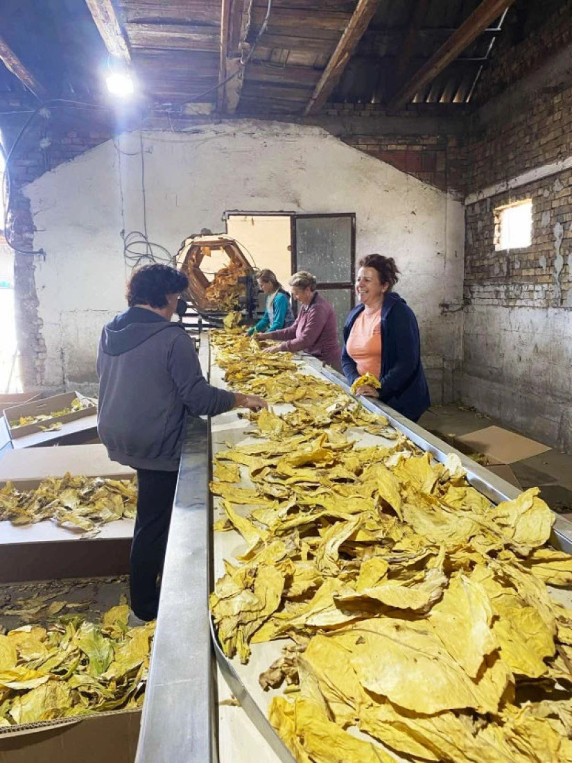 Drugi odlaze sa sela, a on širi proizvodnju: Ovo je životna priča mladog Sremca kome je duvan promenio život (FOTO)