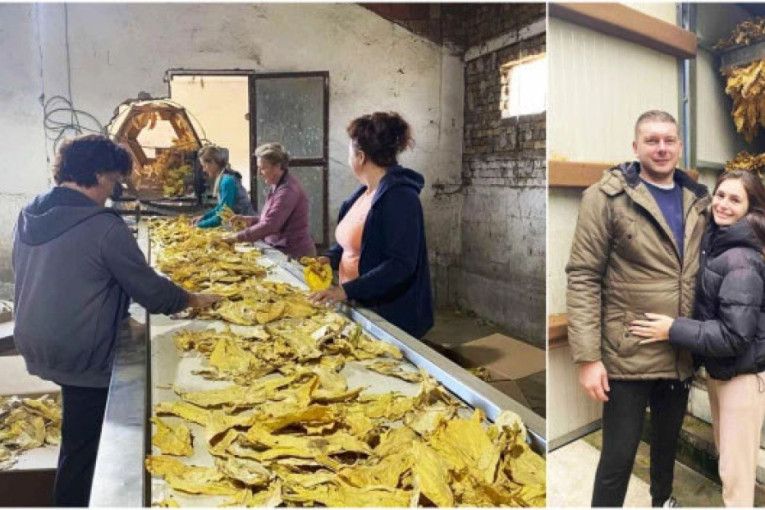 Srpsko povrće osvaja svet: Iračani vole naš šećerac, a Nemci kornišone