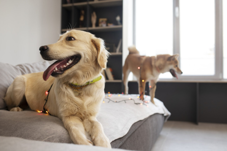 Nauka konačno presudila: Evo u čemu se mužjaci i ženke pasa zaista razlikuju