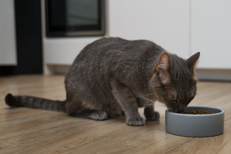 Njihovo ponašanje ima dobro objašnjenje: Zašto mačke kriju svoju hranu, iako nema ko da im je uzme?