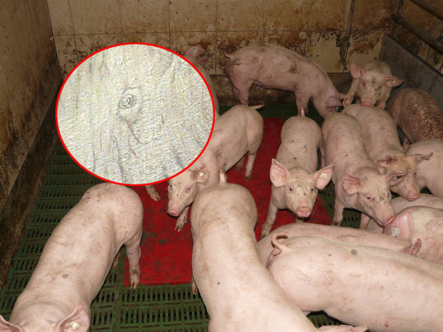 Potvrđeni prvi slučajevi trihineloze u mesu u Srbiji: Oglasili se iz Ministarstva poljoprivrede, ovo su simptomi