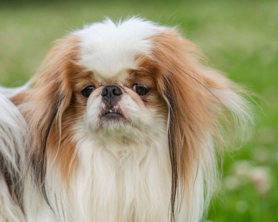 Zašto psi u proleće češće povraćaju? Kada se treba obavezno javiti veterinaru