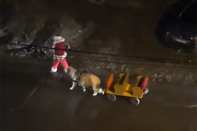 Šta se ovo šeta Borčom usred noći? Prizor koji je zapalio mreže (VIDEO)