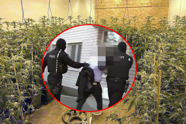 Otkrivena laboratorija marihuane! Čačaninu (51) stavljene lisice na ruke