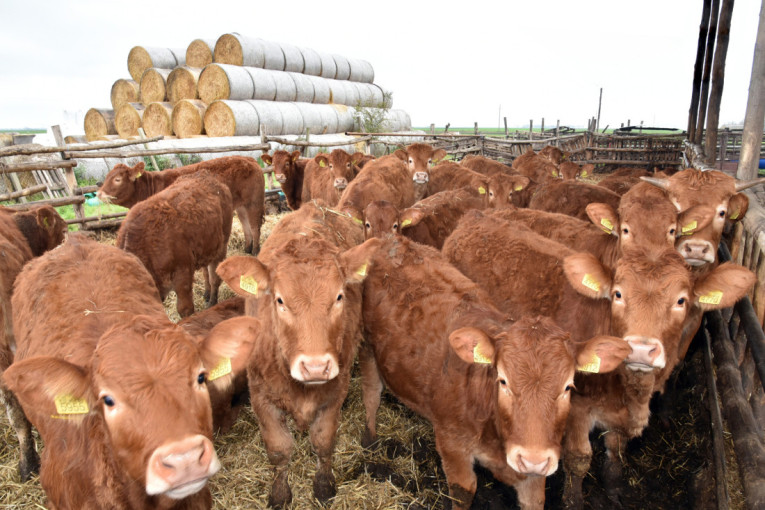 Limuzinke – nova šansa za novu generaciju stočara