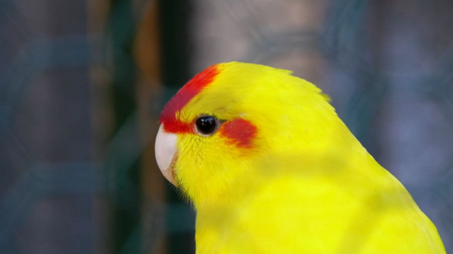 Pernato carstvo u Trnavi: Milan ima na desetine ptica u svom neobičnom domaćinstvu, u srcu Srbije žive čak i egzotične vrste (FOTO)