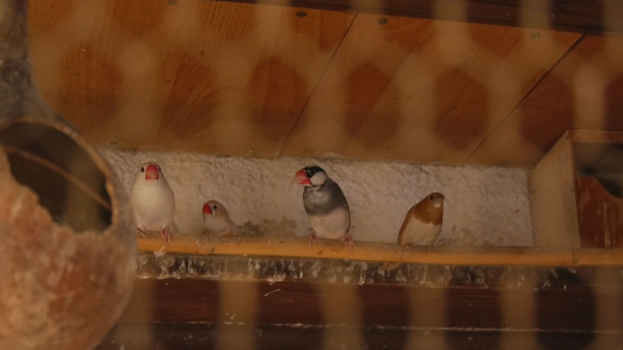 Pernato carstvo u Trnavi: Milan ima na desetine ptica u svom neobičnom domaćinstvu, u srcu Srbije žive čak i egzotične vrste (FOTO)