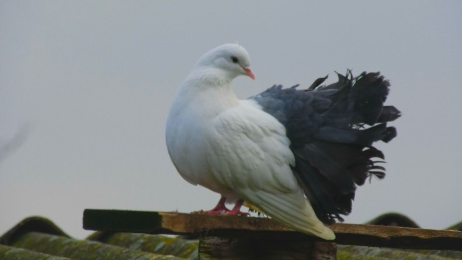 Pernato carstvo u Trnavi: Milan ima na desetine ptica u svom neobičnom domaćinstvu, u srcu Srbije žive čak i egzotične vrste (FOTO)