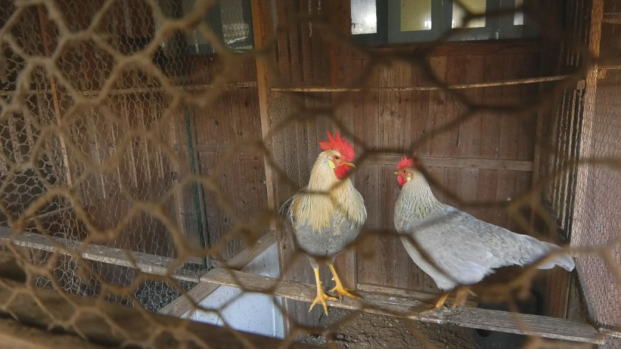 Pernato carstvo u Trnavi: Milan ima na desetine ptica u svom neobičnom domaćinstvu, u srcu Srbije žive čak i egzotične vrste (FOTO)