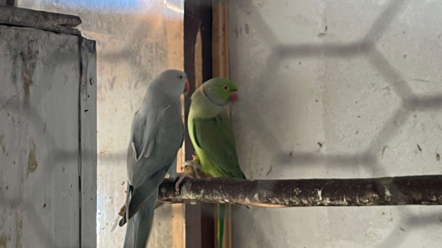 Pernato carstvo u Trnavi: Milan ima na desetine ptica u svom neobičnom domaćinstvu, u srcu Srbije žive čak i egzotične vrste (FOTO)