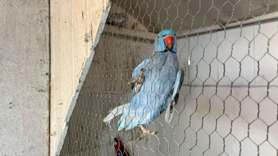 Pernato carstvo u Trnavi: Milan ima na desetine ptica u svom neobičnom domaćinstvu, u srcu Srbije žive čak i egzotične vrste (FOTO)