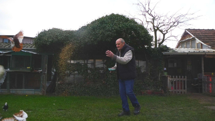 Pernato carstvo u Trnavi: Milan ima na desetine ptica u svom neobičnom domaćinstvu, u srcu Srbije žive čak i egzotične vrste (FOTO)