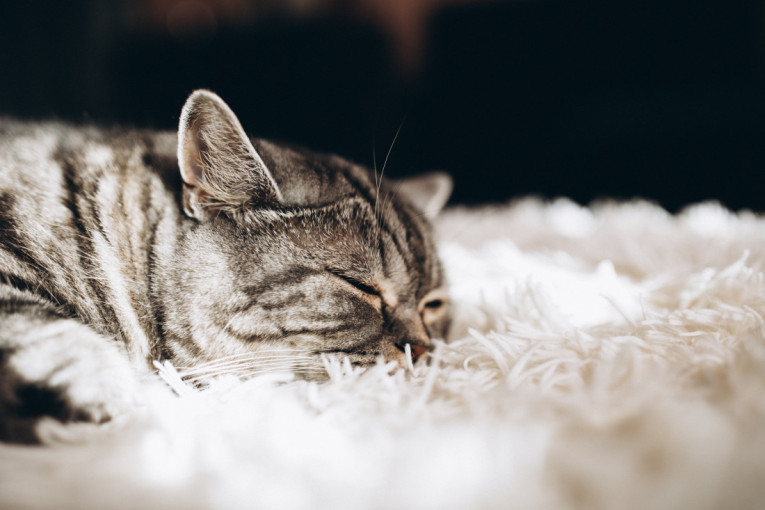 Veterinari upozoravaju: Ove reakcije nakon vakcine mogu ukazivati na ozbiljan problem kod vašeg ljubimca