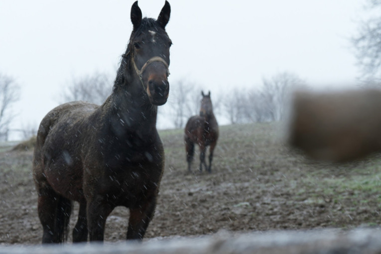 Kapa dole! Iz prihvatilišta u Novom Sadu dom pronašlo 270 ljubimaca!