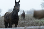 Nestvarna zimska slika iz Čačka: Tri konja galopirala dok je sneg padao, sve je ličilo na bajku (FOTO)