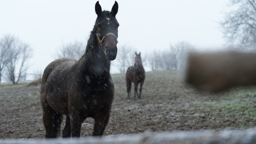 Nestvarna zimska slika iz Čačka: Tri konja galopirala dok je sneg padao, sve je ličilo na bajku (FOTO)
