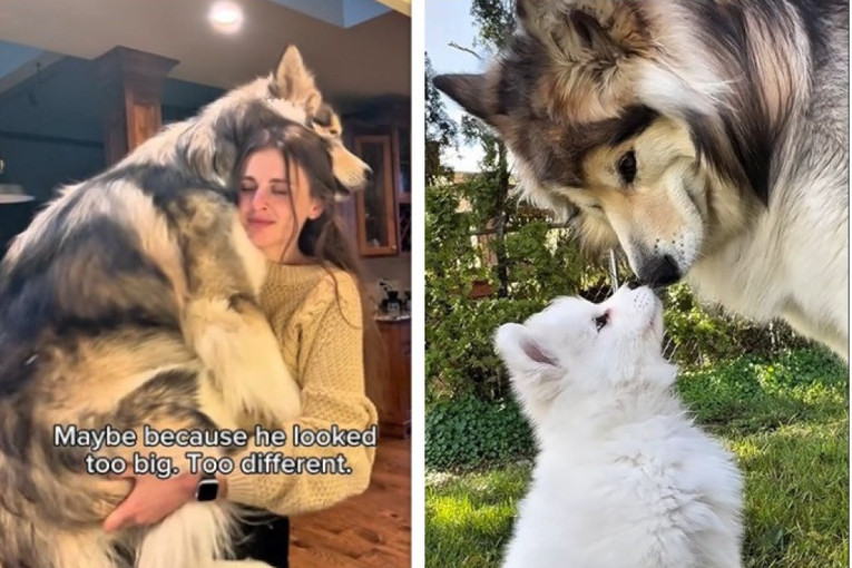 Dirljiva priča o udomljavanju: Prešla pola sveta kako bi usvojila psa kojeg je pronašla na internetu (VIDEO)