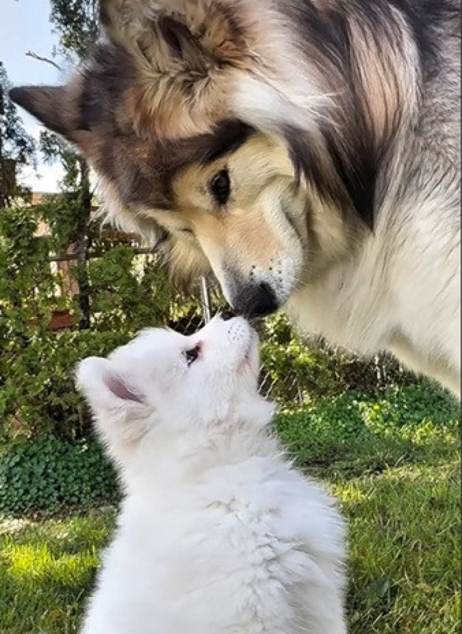 Bio je usamljen jer su ga se svi plašili, a onda je u život nežnog diva stigla mlađa sestra (VIDEO)