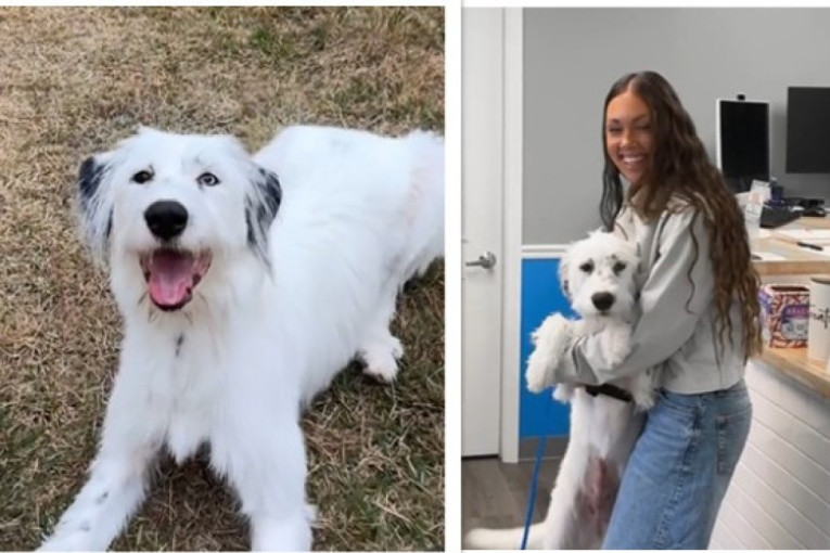 Da li vaš pas zimi jede više nego što može da istroši? Evo kako da sprečite gojaznost kod ljubimca