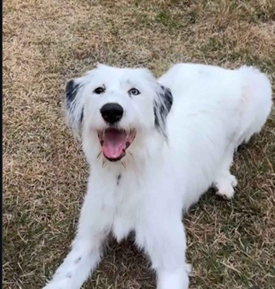 Dirljiva priča o udomljavanju: Prešla pola sveta kako bi usvojila psa kojeg je pronašla na internetu (VIDEO)