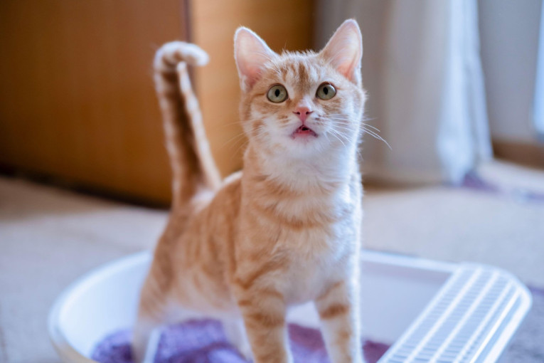 Neprijatan miris iz mačijeg toaleta je samo početak: Kada zapravo morate kompletno promeniti posip vaše ljubimice?