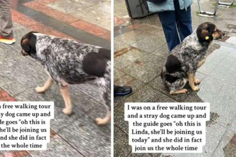 Nastupe ima i noću: Mačka koja svira klavir i dovodi vlasnicu do ludila postala hit na Redditu (VIDEO)