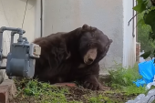 Medved 37 dana živeo ispod kuće u Los Anđelesu: Nekoliko intervencija propalo, oterale ga kuglice sa bojom (VIDEO)