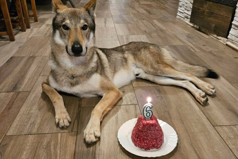 Vrtoglava cifra za Akija! Vlasnici očajni, nagrada pravo bogatstvo (FOTO)