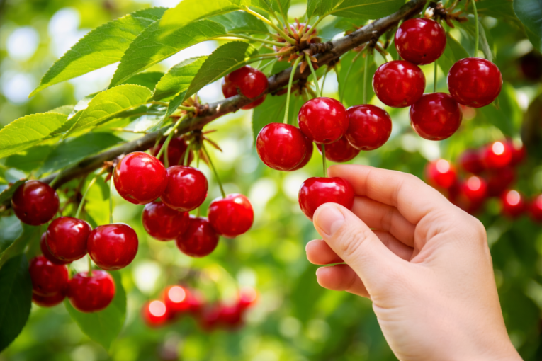 Za jednu trešnju čak 140 evra? E, ovo je stvarno preterano!