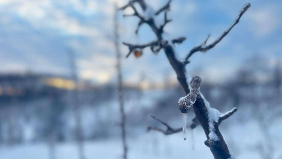 Voćnjaci pod snegom i ledom: Da li voćari treba da strahuju za rod, evo šta kažu stručnjaci (FOTO)