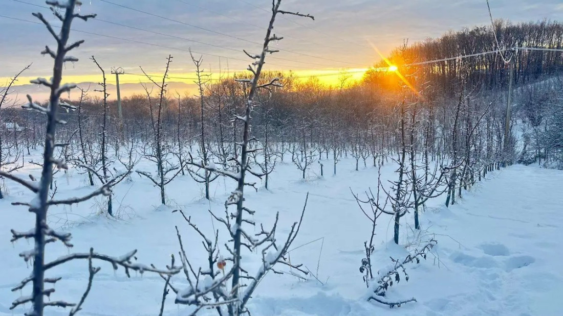 Voćnjaci pod snegom i ledom: Da li voćari treba da strahuju za rod, evo šta kažu stručnjaci (FOTO)